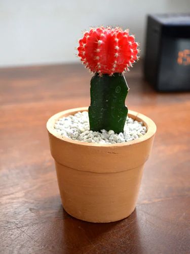 Grafted Cactus In Terracotta image