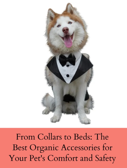 FROM COLLARS TO BEDS: THE BEST ORGANIC ACCESSORIES FOR YOUR PET'S COMFORT AND SAFETY